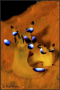 Toro! Toro!  2 Thecacera Pacifica nudis that look like li... by Richard Witmer 